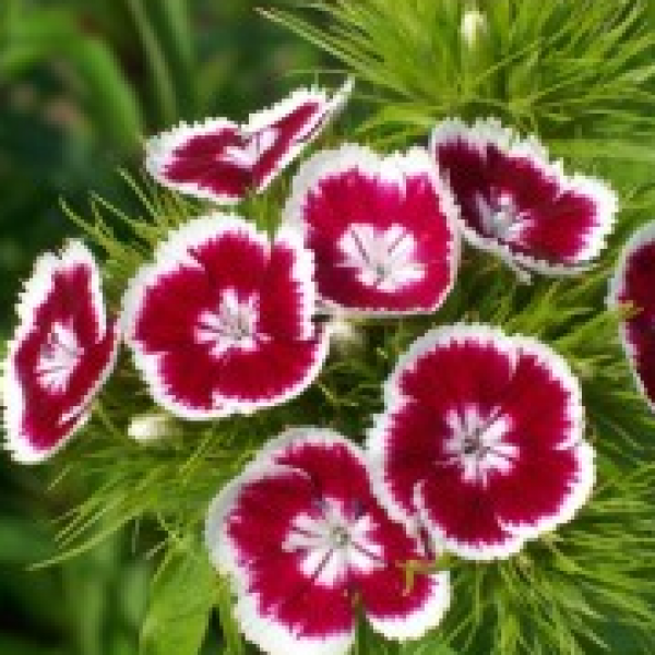 Dianthus Red White Plant